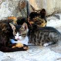 Mykonos Katzen (131)